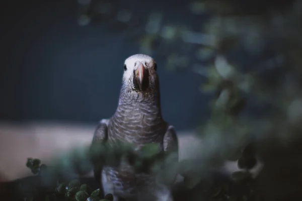 Krásný Timneh africký šedý papoušek s rostlinami — Stock fotografie