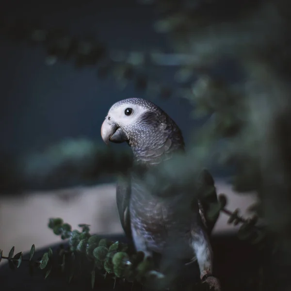 Красивий африканський сірий папуга з рослинами. — стокове фото