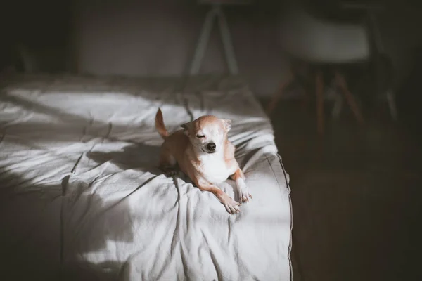 Chuahua pes bez očí, 12 let na posteli — Stock fotografie