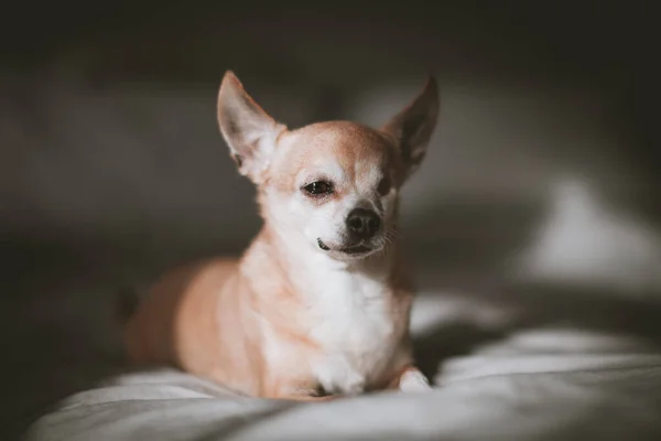 Cão Chihuahua sem olhos, 12 anos em uma cama — Fotografia de Stock