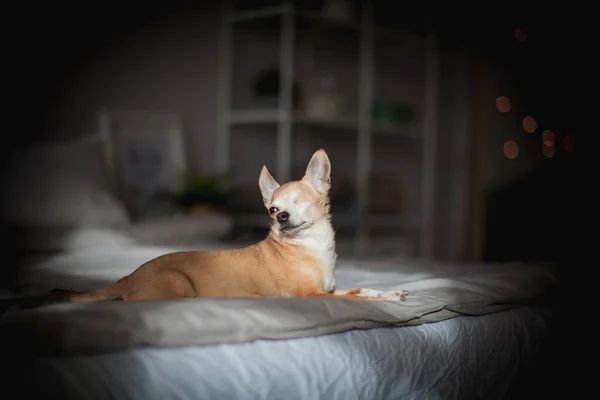 Cão Chihuahua sem olhos, 12 anos em uma cama — Fotografia de Stock