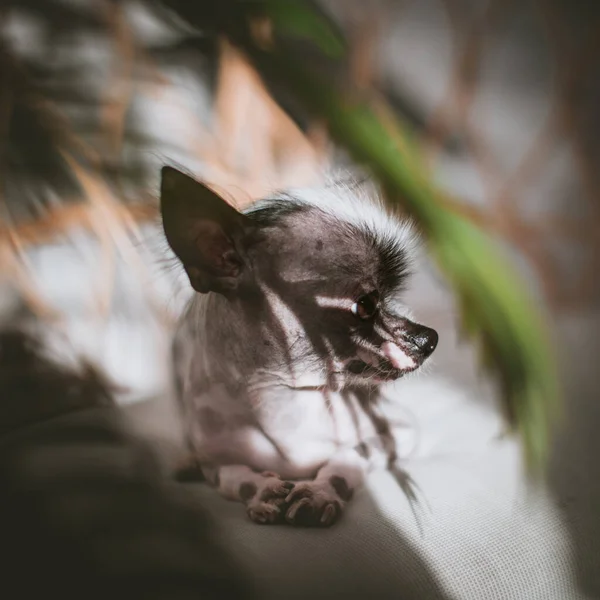 Peruanischer haarloser und Chihuahua-Mischlingshund auf einem Stuhl — Stockfoto