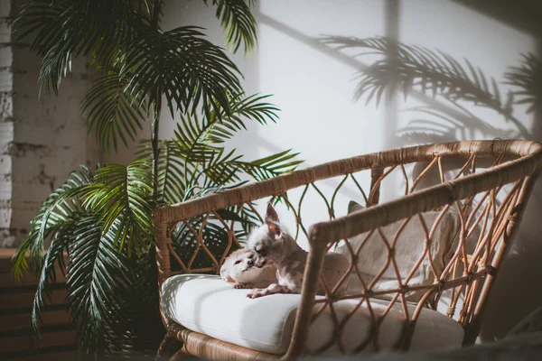 Peruano sin pelo y chihuahua mezcla perro en una silla — Foto de Stock