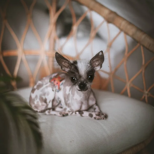 Peru sem pêlos e chihuahua misturar cão em uma cadeira — Fotografia de Stock