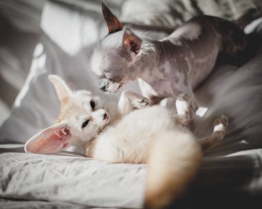 Perulu tüysüz ve chihuahua karışımı köpek fenik tilkiyi yalıyor.