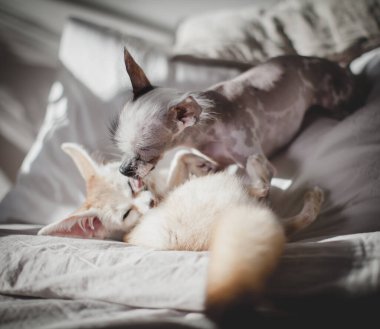 Perulu tüysüz ve chihuahua karışımı köpek fenik tilkiyi yalıyor.