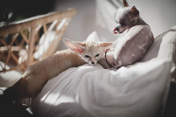 Peruano sin pelo y chihuahua mezcla perro lame un fennec zorro — Foto de Stock