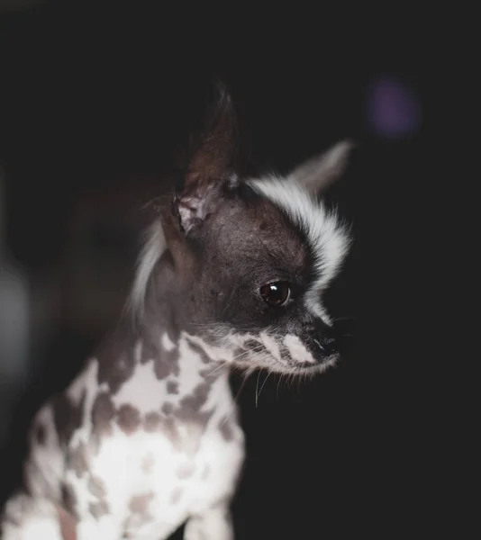 Pretty peruvian hairless and chihuahua mix dog with shadows — Stock Photo, Image