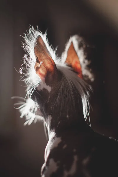 Muito peruano sem pêlos e chihuahua misturar cão com sombras — Fotografia de Stock