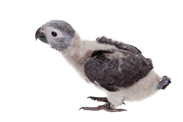 Timneh African Grey Papuga izolowana na białym — Zdjęcie stockowe