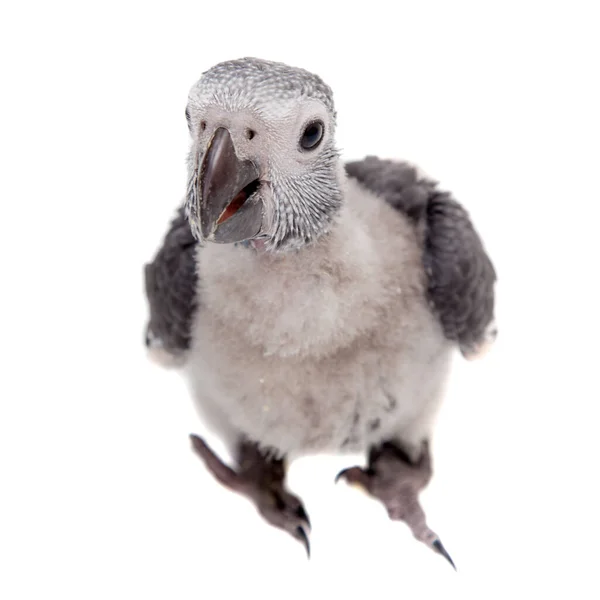 Timneh非洲灰鹦鹉在白色上被隔离 — 图库照片