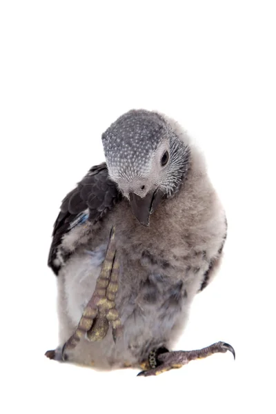 Timneh African Grey Papuga izolowana na białym — Zdjęcie stockowe