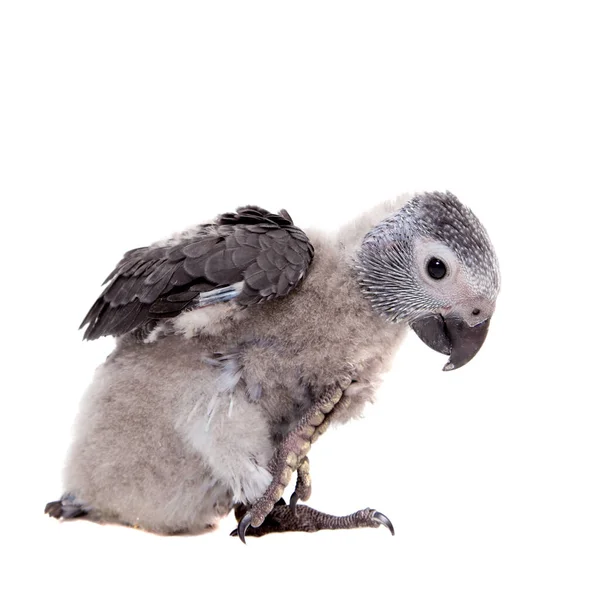 Papagaio cinzento africano de Timneh isolado no branco — Fotografia de Stock