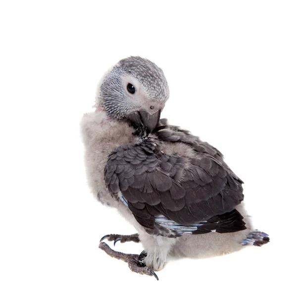Timneh pappagallo grigio africano isolato su bianco — Foto Stock