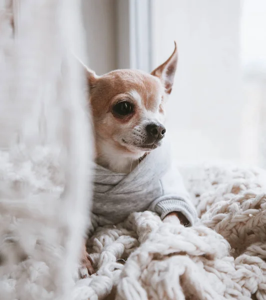 Söt ögonlös Chihuahua hund, tolv år gammal — Stockfoto