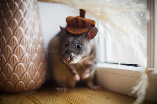 Giant african pouched rat in funny hat in front of window
