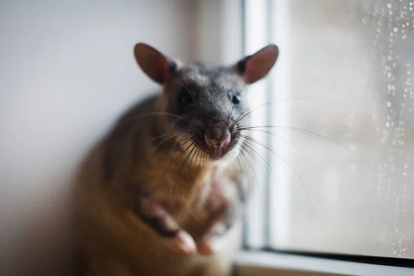 Ogromny afrykański szczur w workach przed oknem — Zdjęcie stockowe