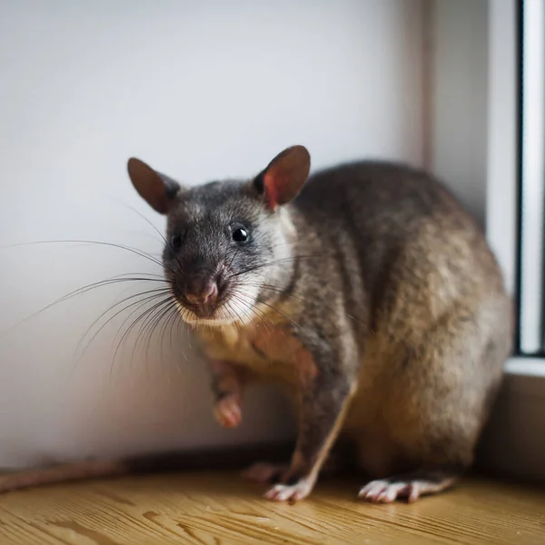 Afrikanische Riesenratte vor dem Fenster — Stockfoto