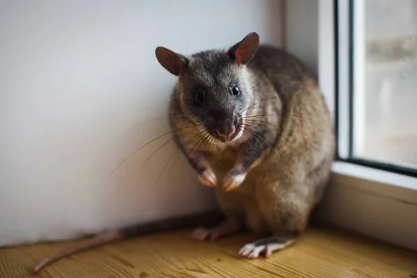 Afrikanische Riesenratte vor dem Fenster — Stockfoto