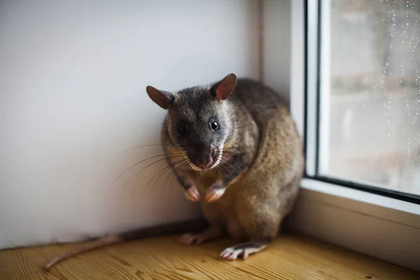 Afrikanische Riesenratte vor dem Fenster — Stockfoto