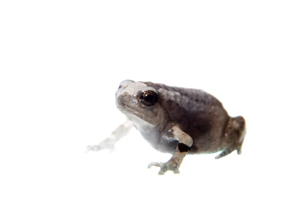 Żaba bulwiasta odizolowana na białym tle — Zdjęcie stockowe