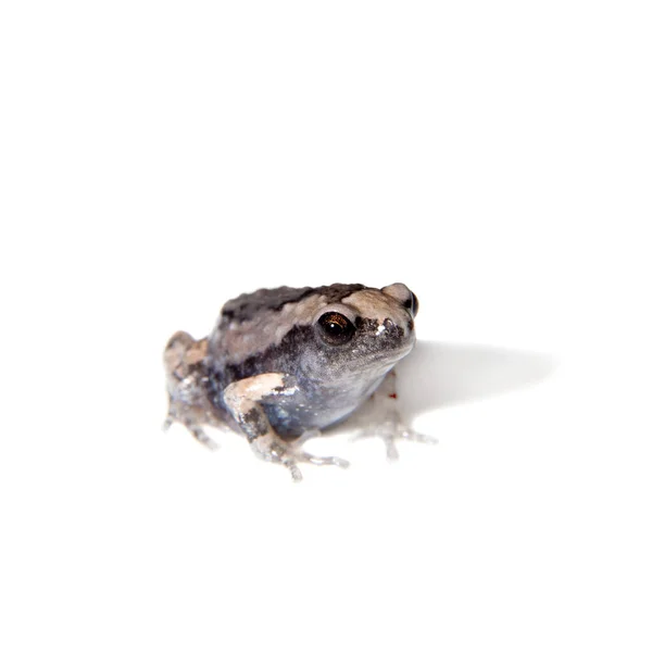 The banded bullfrog isolated on white background — Stock Photo, Image