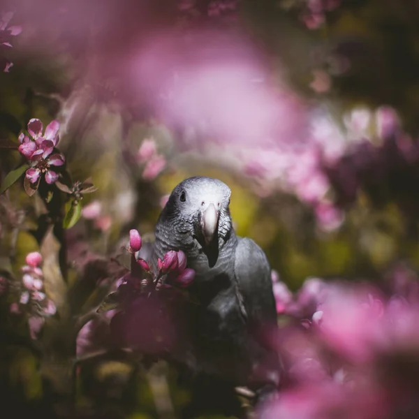 Timneh African Grey Papuga na jabłoni w ogrodzie wiosennym — Zdjęcie stockowe