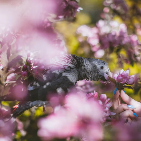 Timneh African Grey Papuga na jabłoni w ogrodzie wiosennym — Zdjęcie stockowe