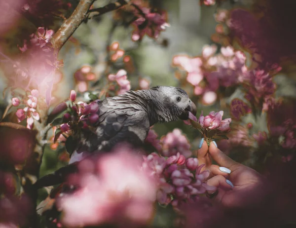 Timneh afrikansk grå papegoja på äppelträdet i vårträdgården — Stockfoto
