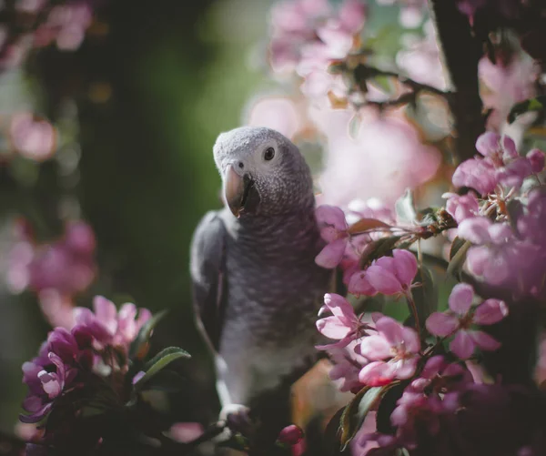 Timneh African Grey Papuga na jabłoni w ogrodzie wiosennym — Zdjęcie stockowe