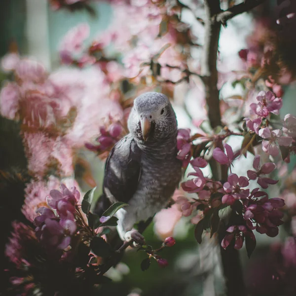 Timneh perroquet gris africain sur le pommier dans le jardin de printemps — Photo