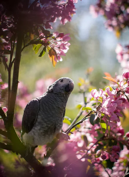 Timneh afrikai szürke papagáj az almafán a tavaszi kertben — Stock Fotó