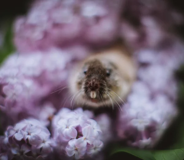 Zaisan mullvadssorken, Ellobius tancrei, på vit — Stockfoto