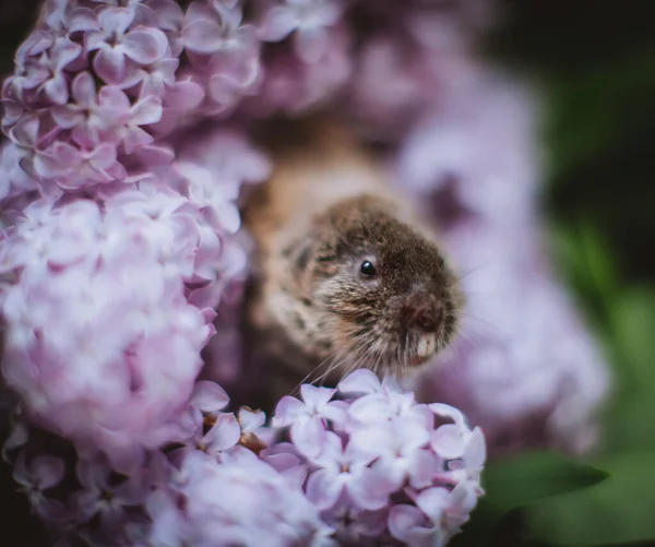 Zaisan mullvadssorken, Ellobius tancrei, på vit — Stockfoto