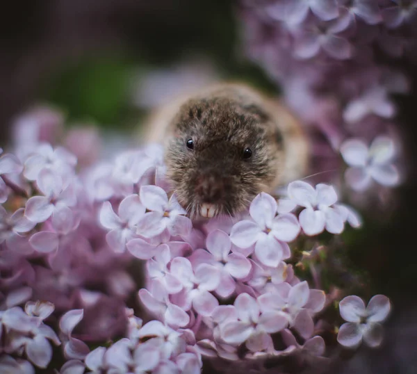 Zaisan mole vole, Ellobius tancrei na białym — Zdjęcie stockowe