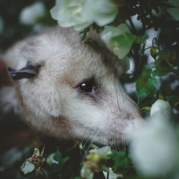 Virginia opossum med vackra vita rosor — Stockfoto