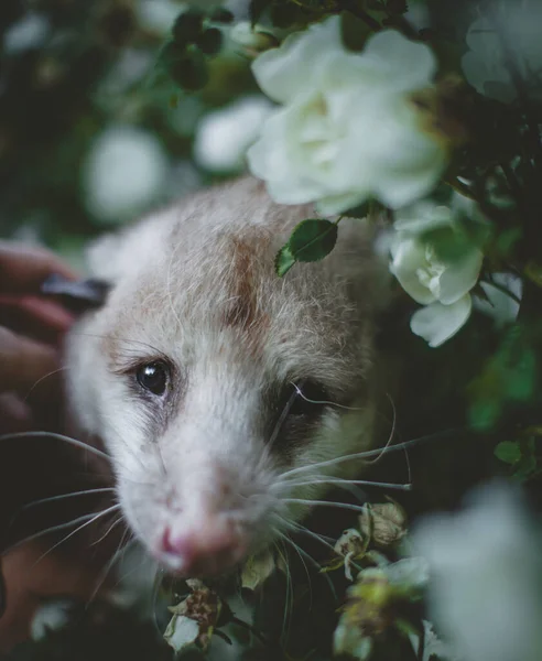 Virginia opossum med vackra vita rosor — Stockfoto