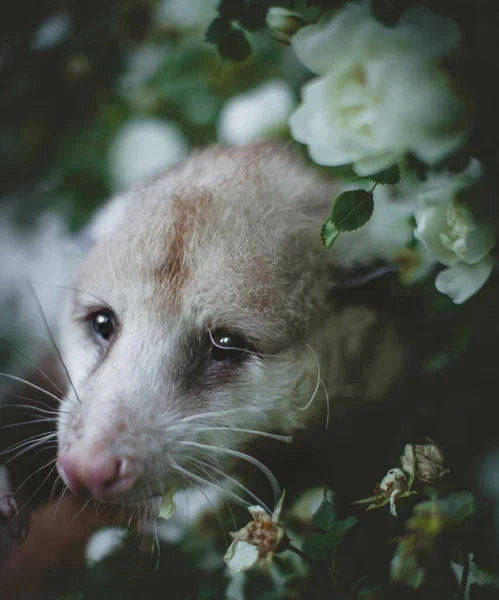 Virginia opossum med vackra vita rosor — Stockfoto