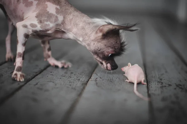 Peruánský naháč a chihuahua mix pes s myší bez srsti — Stock fotografie