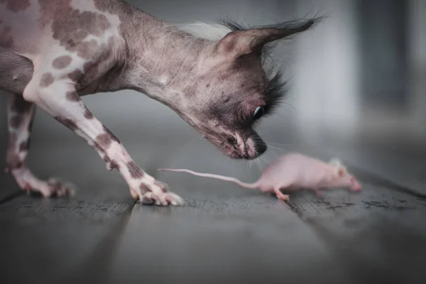 Peruánský naháč a chihuahua mix pes s myší bez srsti — Stock fotografie
