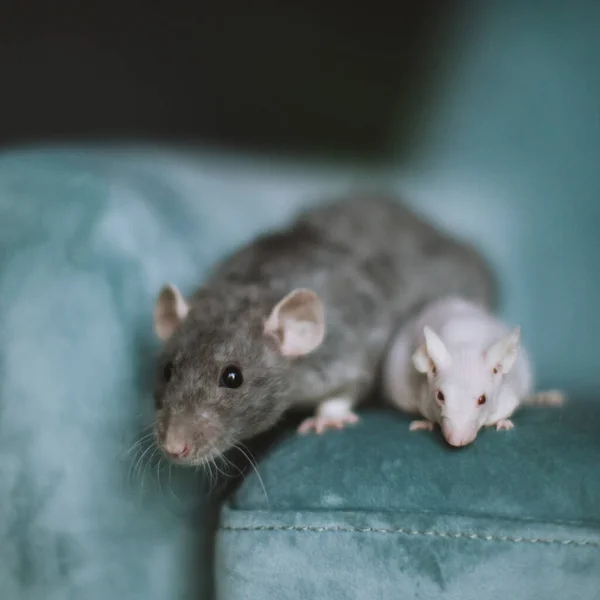 Weiße haarlose Labormäuse und flauschige graue Ratte — Stockfoto