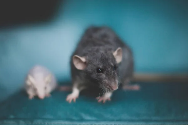 Weiße haarlose Labormäuse und flauschige graue Ratte — Stockfoto