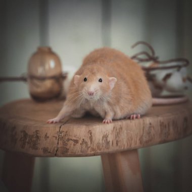 Very fat red rat at home on a table clipart