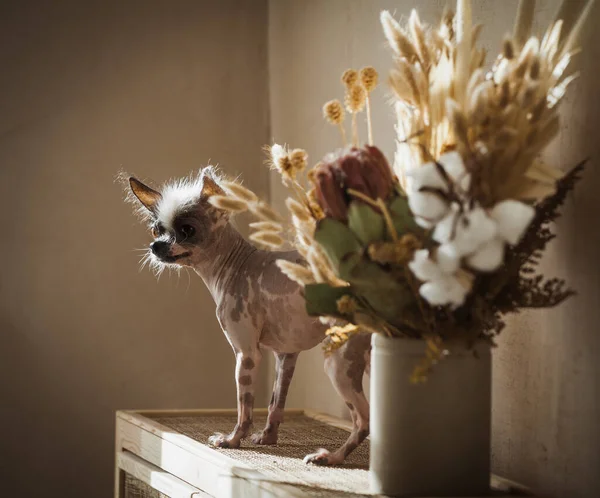 Peruánský naháč a chihuahua mix pes s květinami — Stock fotografie
