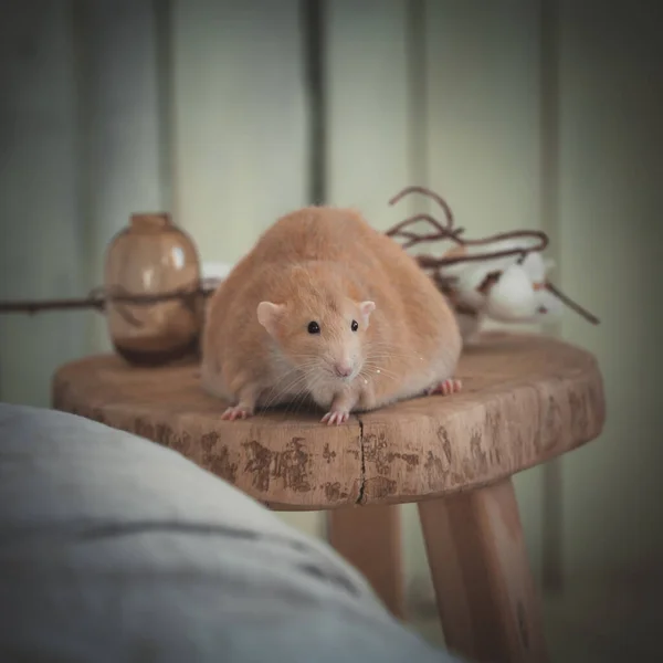 Rata roja muy gorda en casa sobre una mesa —  Fotos de Stock