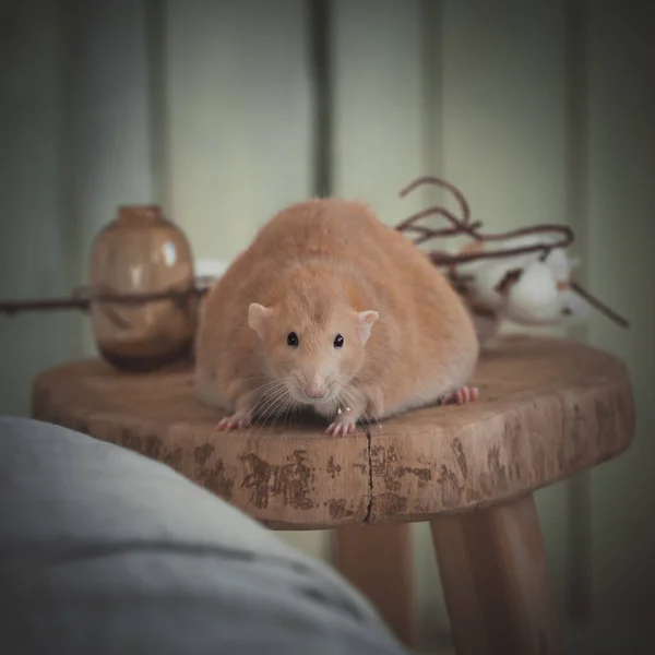 Rata roja muy gorda en casa sobre una mesa —  Fotos de Stock