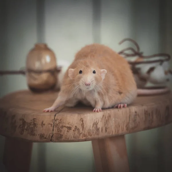 Rata roja muy gorda en casa sobre una mesa —  Fotos de Stock
