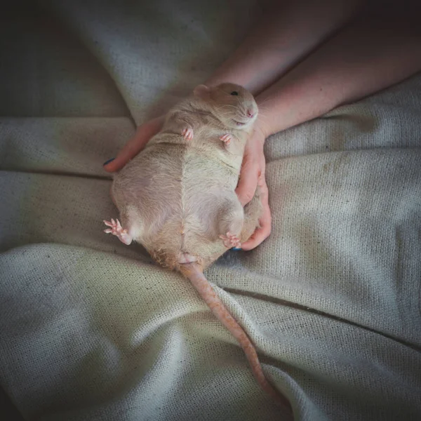 Rata roja muy gorda en casa sobre una mesa —  Fotos de Stock