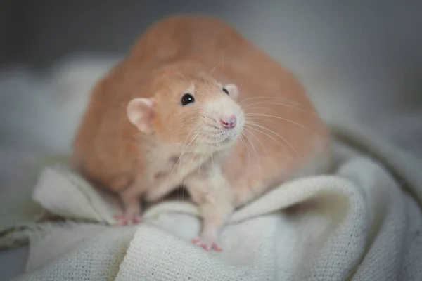 Sehr dicke rote Ratte zu Hause auf einem Tisch — Stockfoto