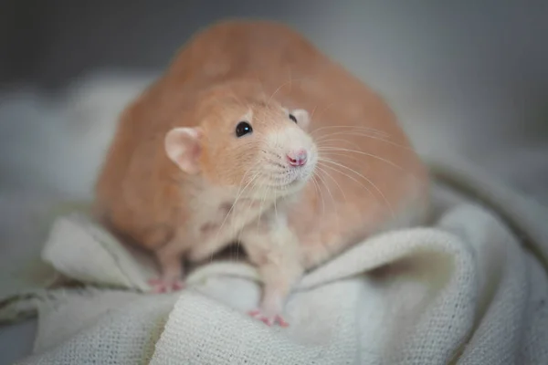 Ratto rosso molto grasso a casa su un tavolo — Foto Stock